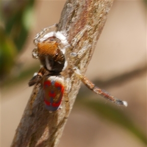 Maratus pavonis at Freshwater Creek, VIC - 3 Nov 2024