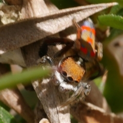 Maratus pavonis at Freshwater Creek, VIC - suppressed