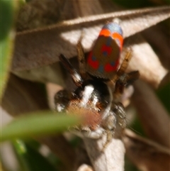 Maratus pavonis at Freshwater Creek, VIC - 3 Nov 2024