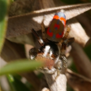 Maratus pavonis at Freshwater Creek, VIC - 3 Nov 2024