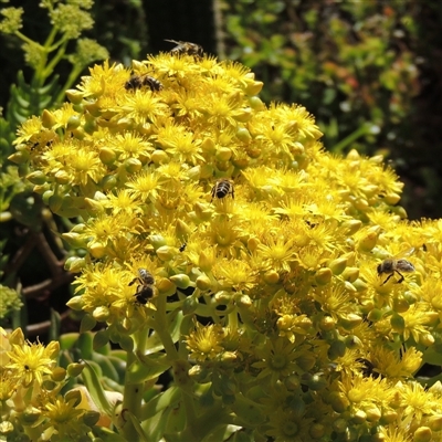 Apis mellifera (European honey bee) at Freshwater Creek, VIC - 3 Nov 2024 by WendyEM