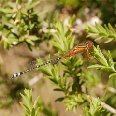 Xanthagrion erythroneurum (Red & Blue Damsel) at Freshwater Creek, VIC - 3 Nov 2024 by WendyEM