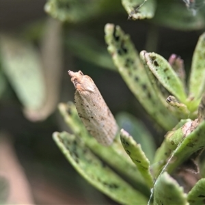 Unidentified Concealer moth (Oecophoridae) at Holder, ACT by Miranda