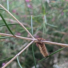 Lepidoscia (genus) IMMATURE (A Case moth (Psychidae) at Franklin, ACT - 7 Nov 2024 by chriselidie