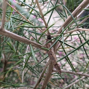 Conoeca or Lepidoscia (genera) IMMATURE at Franklin, ACT by chriselidie