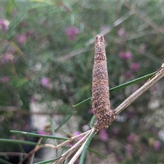 Trigonocyttara clandestina at Franklin, ACT - suppressed