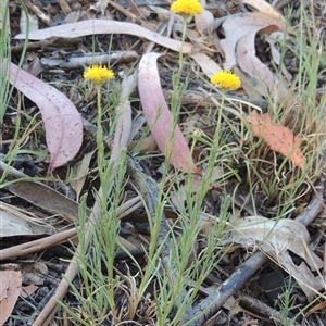 Rutidosis leptorhynchoides (Button Wrinklewort) at Barton, ACT by MichaelBedingfield