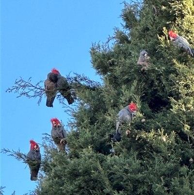 Callocephalon fimbriatum (Gang-gang Cockatoo) at Reid, ACT - 5 Jul 2024 by RachieQ