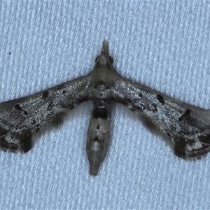 Unidentified Other moth at Rosedale, NSW by jb2602