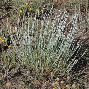 Calocephalus citreus (Lemon Beauty Heads) at Barton, ACT by MichaelBedingfield