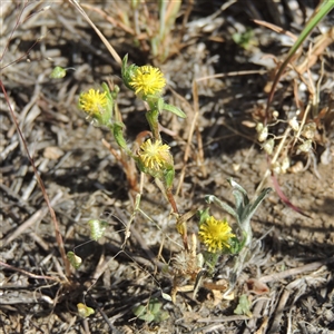 Triptilodiscus pygmaeus (Annual Daisy) at Barton, ACT by MichaelBedingfield