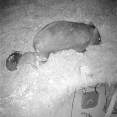 Vombatus ursinus (Common wombat, Bare-nosed Wombat) at Kangaroo Valley, NSW - 6 Nov 2024 by lbradley