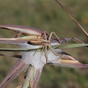 Runcinia acuminata at Barton, ACT - 3 Nov 2024