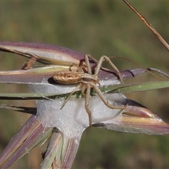 Runcinia acuminata at Barton, ACT - 3 Nov 2024