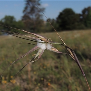 Runcinia acuminata at Barton, ACT - 3 Nov 2024