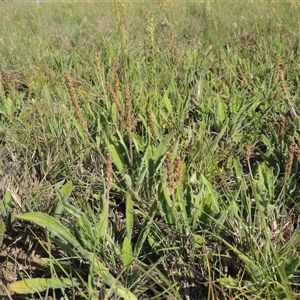 Plantago varia (Native Plaintain) at Barton, ACT by MichaelBedingfield