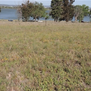 Plantago varia at Barton, ACT - 3 Nov 2024