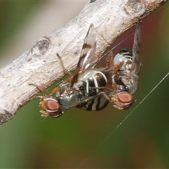 Rivellia sp. (genus) at Freshwater Creek, VIC - 4 Nov 2024 by WendyEM