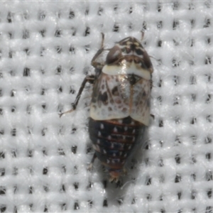 Unidentified Leafhopper or planthopper (Hemiptera, several families) at Freshwater Creek, VIC by WendyEM