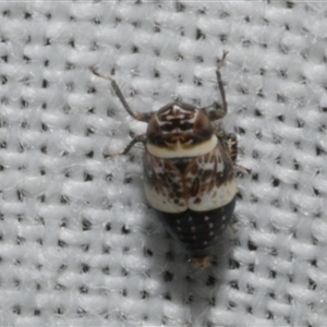 Horouta aristarche at Freshwater Creek, VIC - 4 Nov 2024 11:50 PM