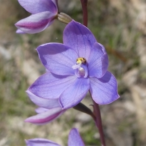 Thelymitra ixioides at Charleys Forest, NSW - 24 Oct 2021