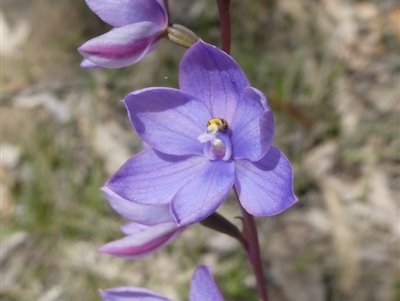 Thelymitra ixioides (Dotted Sun Orchid) at Charleys Forest, NSW - 24 Oct 2021 by arjay