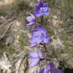 Thelymitra ixioides at Charleys Forest, NSW - 24 Oct 2021