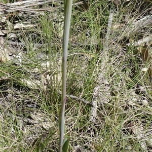 Thelymitra ixioides at Charleys Forest, NSW - suppressed