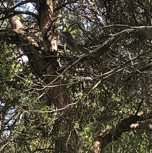 Caligavis chrysops at Kungala, NSW - 7 Nov 2024