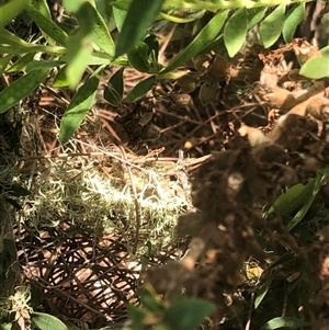 Caligavis chrysops at Kungala, NSW - 7 Nov 2024