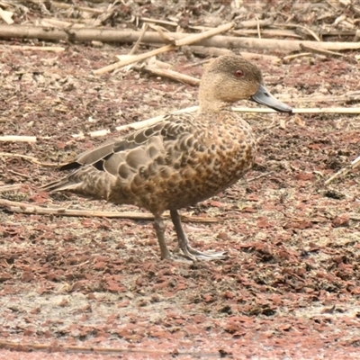 Anas gracilis (Grey Teal) at Evatt, ACT - 7 Nov 2024 by Thurstan