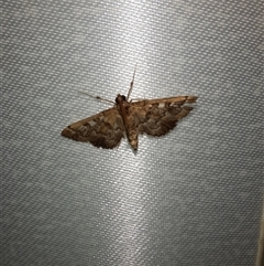 Nacoleia rhoeoalis (Spilomelinae) at Goulburn, NSW - 6 Nov 2024 by glbn1