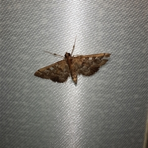 Nacoleia rhoeoalis at Goulburn, NSW - 6 Nov 2024 09:48 PM