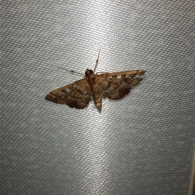 Nacoleia rhoeoalis (A Crambid moth (Spilomelinae) at Goulburn, NSW - 6 Nov 2024 by glbn1