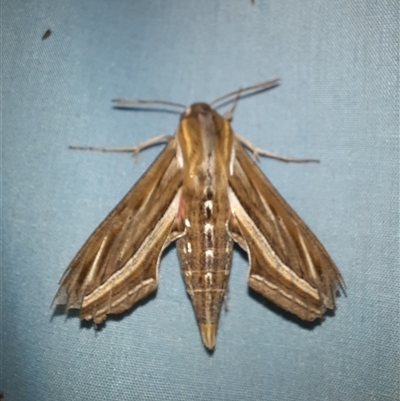 Hippotion celerio (Vine Hawk Moth) at Goulburn, NSW - 6 Nov 2024 by glbn1