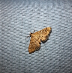 Nacoleia rhoeoalis (A Crambid moth (Spilomelinae) at Goulburn, NSW - 6 Nov 2024 by glbn1