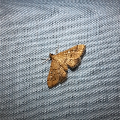 Nacoleia rhoeoalis (A Crambid moth (Spilomelinae) at Goulburn, NSW - 6 Nov 2024 by glbn1