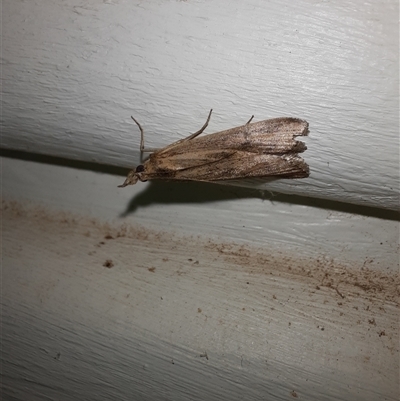 Achyra affinitalis (Cotton Web Spinner, Pyraustinae) at Goulburn, NSW - 6 Nov 2024 by glbn1