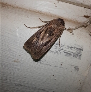 Agrotis munda at Goulburn, NSW - 6 Nov 2024 09:39 PM