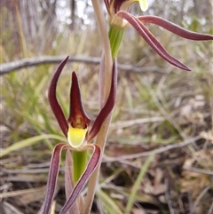 Lyperanthus suaveolens (Brown Beaks) at Goulburn, NSW - 28 Sep 2024 by glbn1