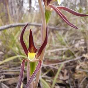 Lyperanthus suaveolens at Goulburn, NSW - 28 Sep 2024