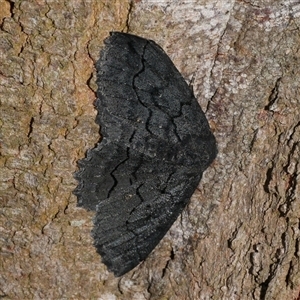 Melanodes anthracitaria at Freshwater Creek, VIC - 5 Nov 2024