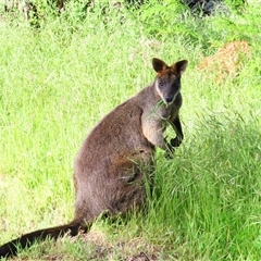 Wallabia bicolor (Swamp Wallaby) at Macarthur, VIC - 25 Oct 2024 by MB