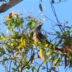 Anthochaera carunculata (Red Wattlebird) at Macarthur, VIC - 26 Oct 2024 by MB