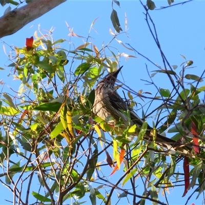 Anthochaera carunculata (Red Wattlebird) at Macarthur, VIC - 25 Oct 2024 by MB