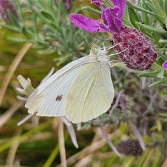 Pieris rapae (Cabbage White) at Braidwood, NSW - 7 Nov 2024 by MatthewFrawley