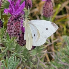 Pieris rapae at Braidwood, NSW - 7 Nov 2024