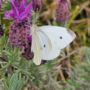 Pieris rapae at Braidwood, NSW - 7 Nov 2024