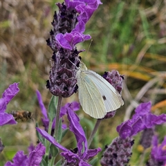 Pieris rapae at Braidwood, NSW - 7 Nov 2024