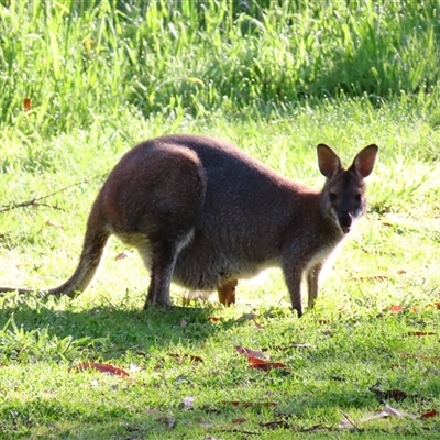 Notamacropus rufogriseus (Red-necked Wallaby) at Macarthur, VIC - 26 Oct 2024 by MB